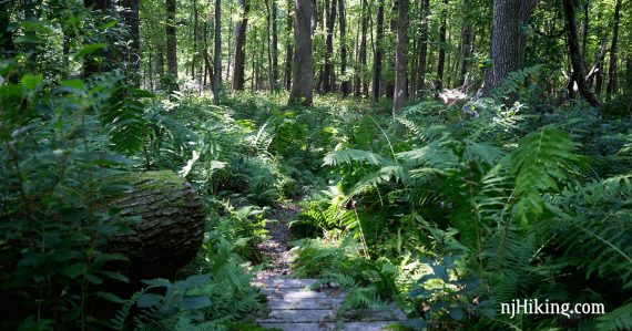 Large green ferns crowding a hiking trail.