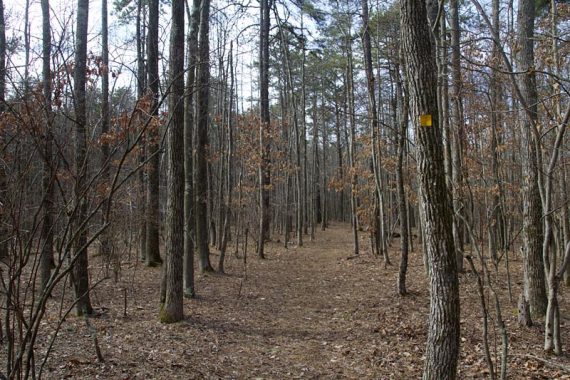 Optional loop - Yellow markings on Blueberry Path