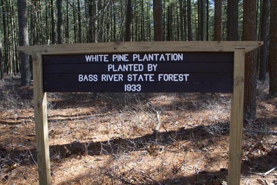 White Pine Plantation 1933 sign.