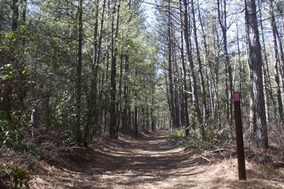 Flat sand trail, trail marker, and pine trees.
