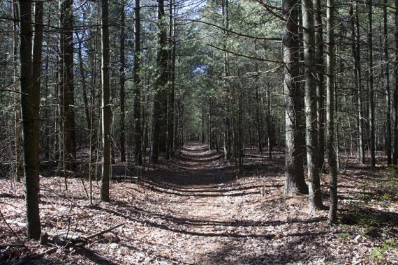 Wide flat trail through a talls stand of  pine trees.