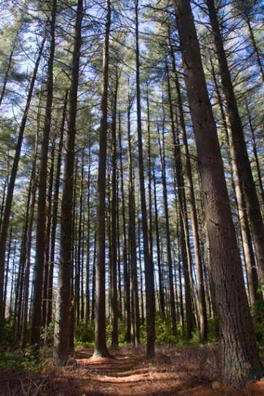 ORANGE Trail - lots-o-pine!.
