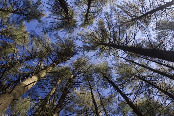 Looking up at pine trees
