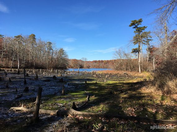 Tree stumps visible in a dry lake