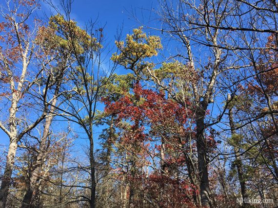 Red fall foliage near evergreens and bare trees