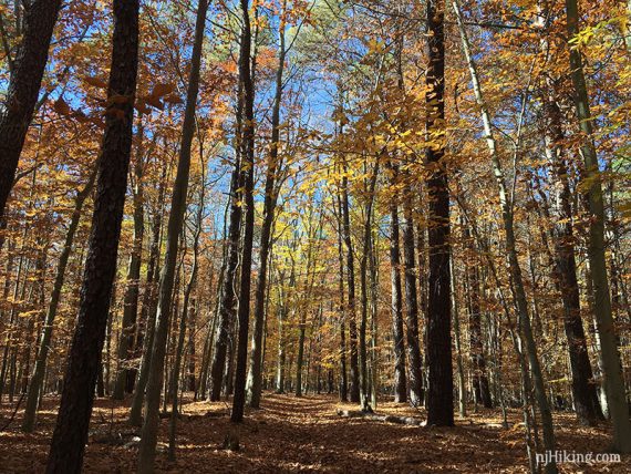 Manasquan trail covered in fall foliage