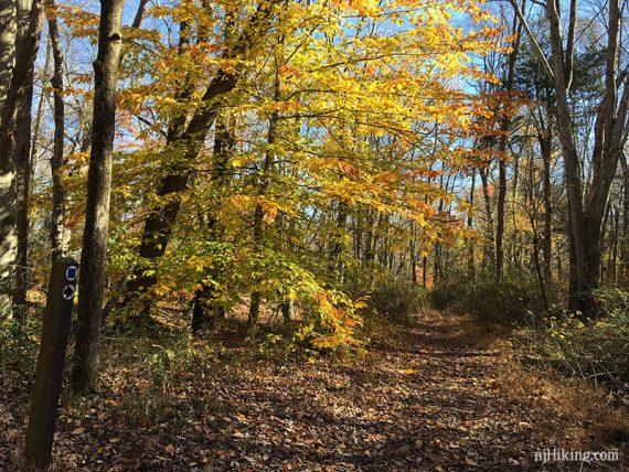 Manasquan trail marker near a bright yellow tree