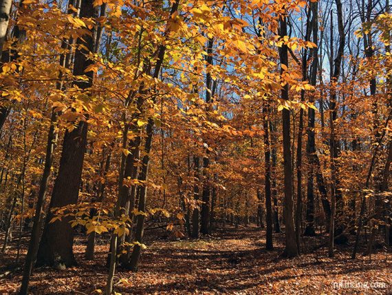 Bright yellow and orange fall foliage along a hiking trail