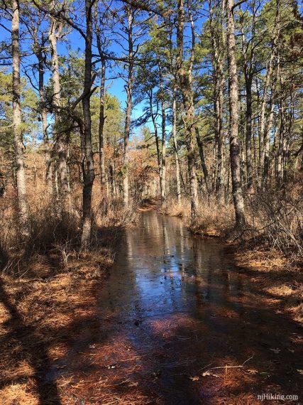 Long stretch of flooded trail with pine trees overhead.