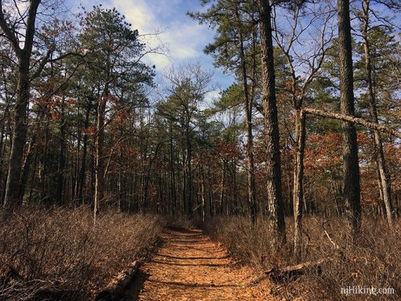 Flat pine needle covered sand trail.