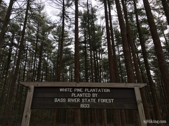 White Pine Plantation 1933 sign.
