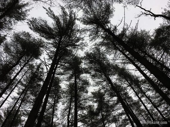Looking up at tall pine trees.