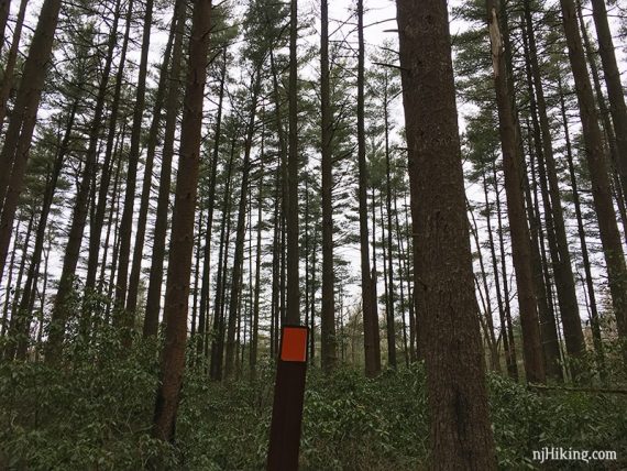 Orange trail marker in front of tall pine trees.