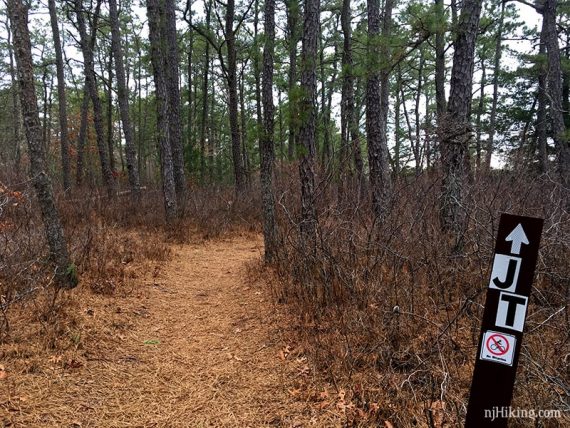 Flat pine needle covered path with a JT trail marker.