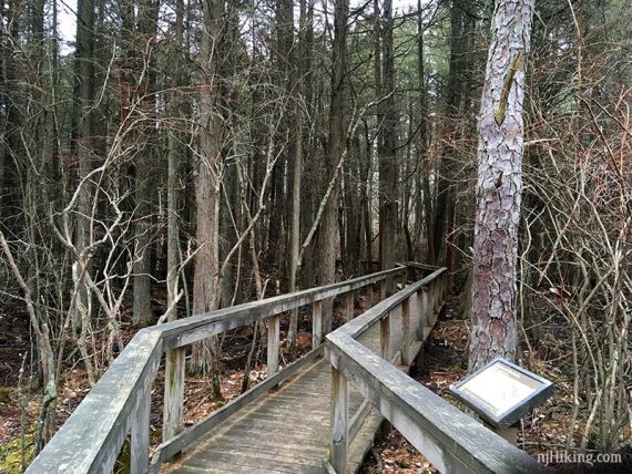 Boardwalk trail winding through a cedar bog.