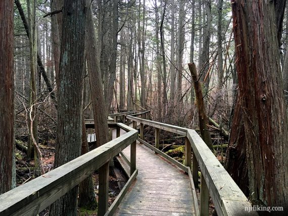 Wooden boardwalk through cedar tree stand.