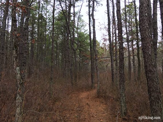 Along the Metedeconk Trail