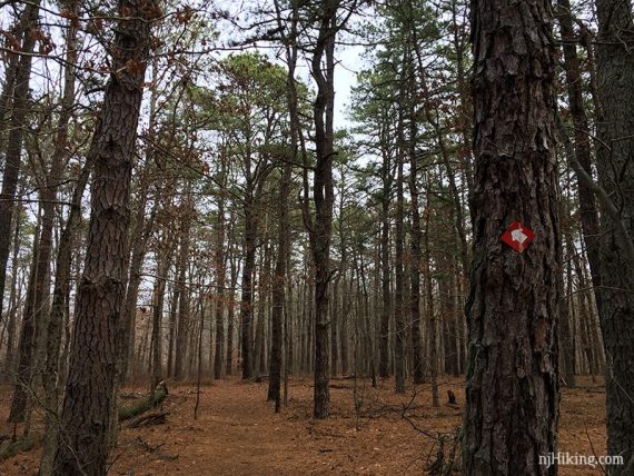 Red arrow marker