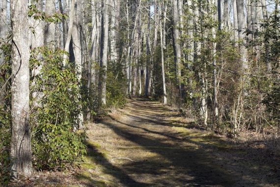 Pond Trail