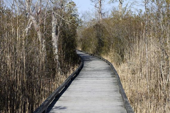 Swamp Trail boardwalk.
