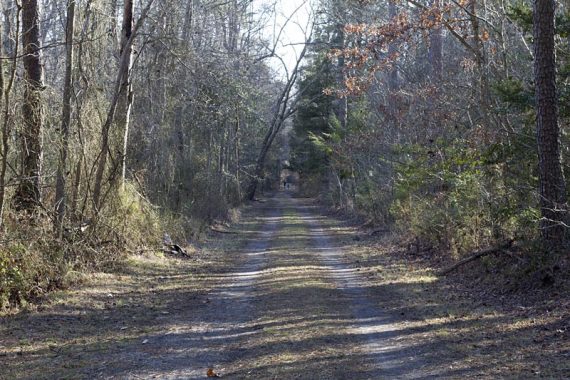 Wide dirt path worn in two rows from  tires.