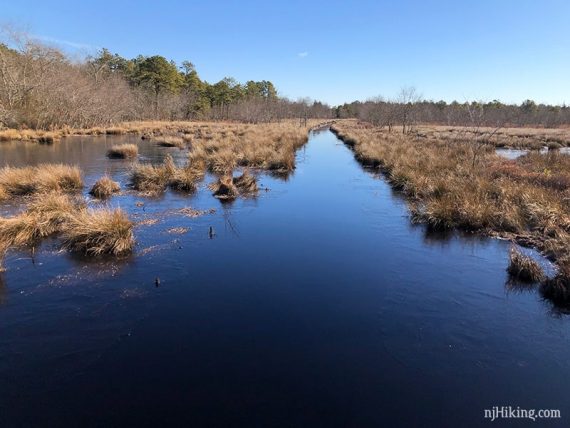 Cranberry bog