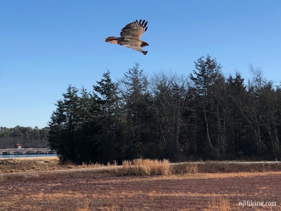 Spotted a hawk the park road on the Cranberry Trail 