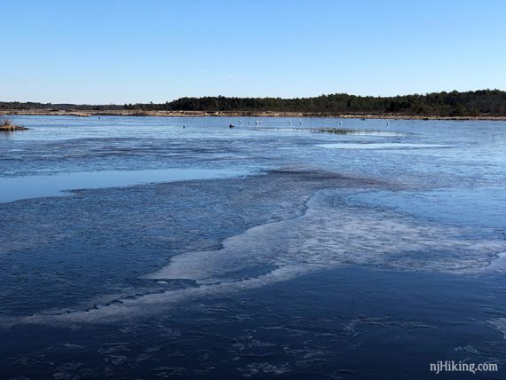 Cranberry bog