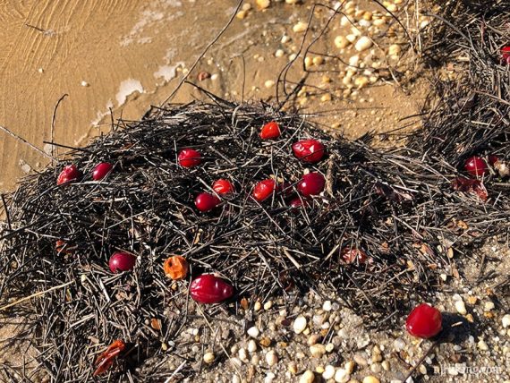 Cranberries.