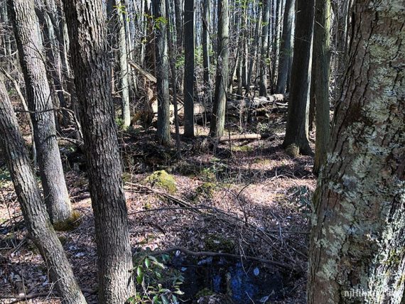 Cedar swamp.