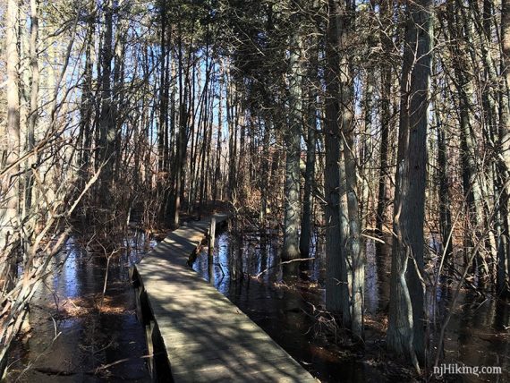 Boardwalk through a cedar swamp