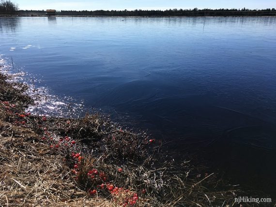 Cranberries.