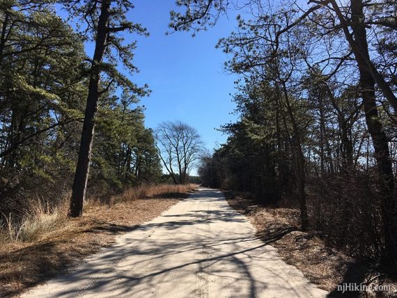Sand road with pine trees