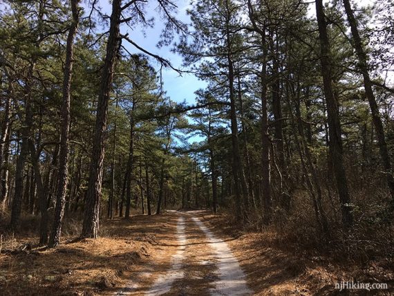 Tall pine trees line a sand road