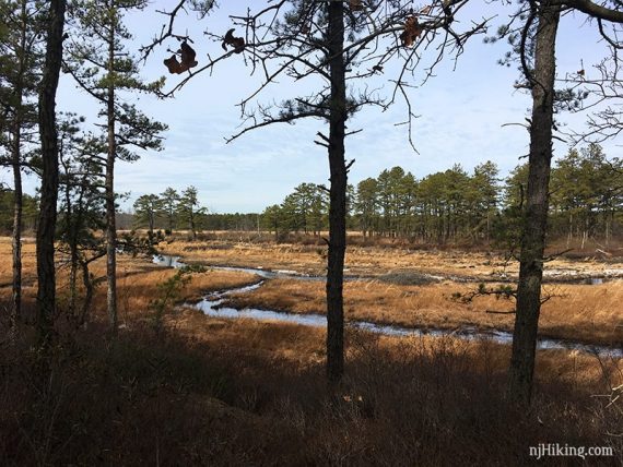 Marshy area beyond trees