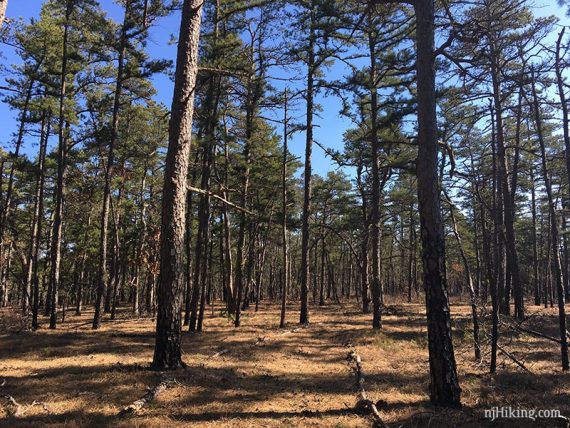 Wide pine needle covered path with tall pine trees