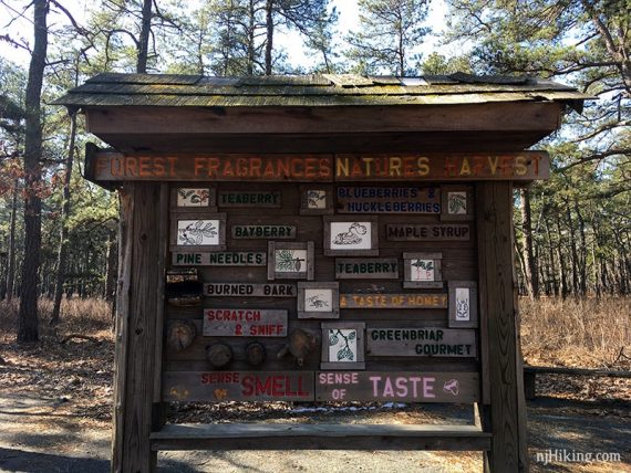 Display board about forest fragrances