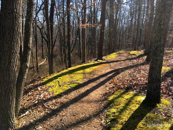 Path with bright yellow green moss on either side