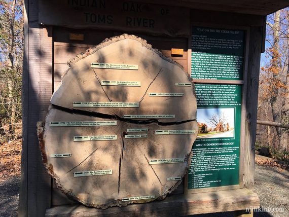 Tree cross section display board