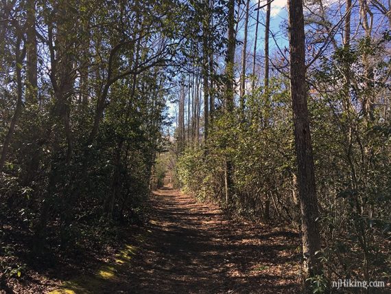 Wide path with pine on either side.