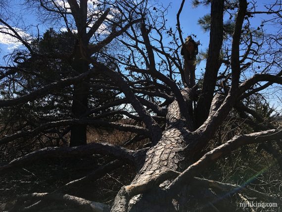 Downed tree at the end of Point Trail.