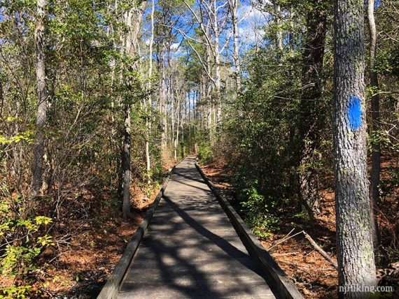 Boardwalk through pine with a blue blaze on a tree trunk