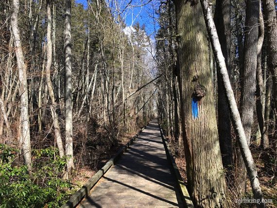 Long wooden boardwalk through a cedar swamp