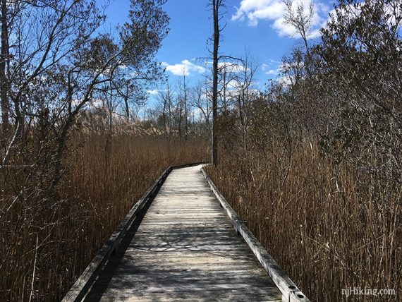 Wooden boardwalk with reeds on the sides.