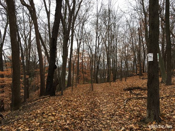 Ramanessin. With leaves down, houses visible in spots