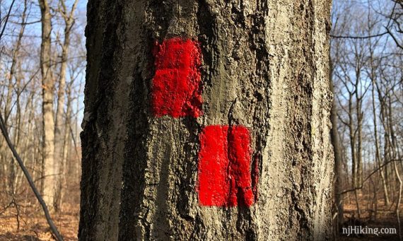 Two red blazes as trail markers on a tree.