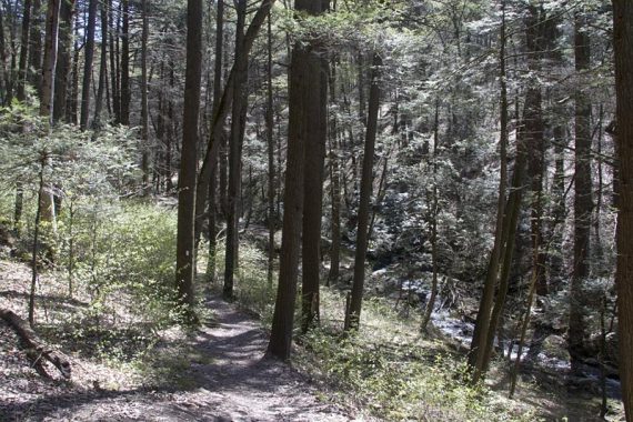 Flat path through forest.