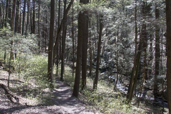 Flat path through forest.
