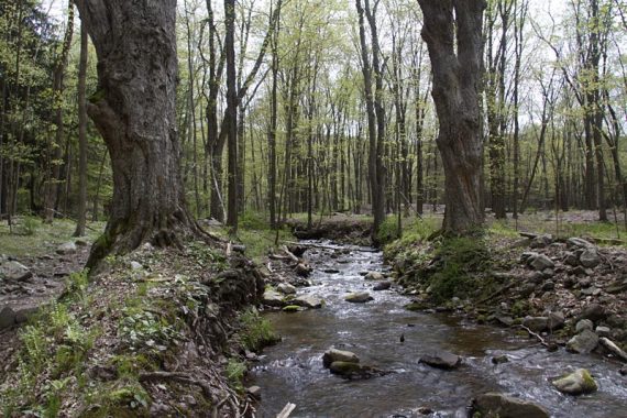 Large tree on the bank of a stream.