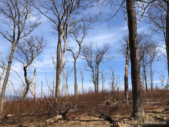 Dead trees along Douglas Trail.